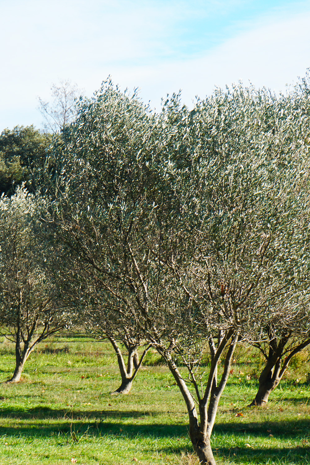 château de la pascalette, chateau pascalette, gîtes d'exception, chambres d'hôtes, îles d'or, production huile d'olive, vin rosé, production de vin rosé, agrumes, séjour de luxe, hébergement haut de gamme, tourisme rural, domaine viticole, domaine oléicole, provence, escapade romantique, vacances détente, vue mer, oliveraie, vignoble, dégustation de vin, produits du terroir, séjour gastronomique, activités œnotouristiques, retraite paisible, escapade en nature, produits artisanaux, vue mer, var, brégançon, la Londe-les-maures, Hyères, Toulon, chambres d'hôtes à Hyères , Château Hyères , Château à Hyères , Château la Londe , château