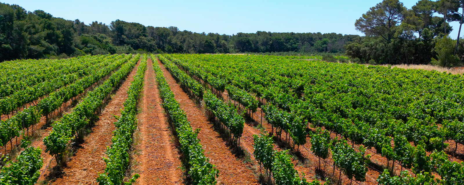 château de la pascalette, chateau pascalette, gîtes d'exception, chambres d'hôtes, îles d'or, production huile d'olive, vin rosé, production de vin rosé, agrumes, séjour de luxe, hébergement haut de gamme, tourisme rural, domaine viticole, domaine oléicole, provence, escapade romantique, vacances détente, vue mer, oliveraie, vignoble, dégustation de vin, produits du terroir, séjour gastronomique, activités œnotouristiques, retraite paisible, escapade en nature, produits artisanaux, vue mer, var, brégançon, la Londe-les-maures, Hyères, Toulon, chambres d'hôtes à Hyères , Château Hyères , Château à Hyères , Château la Londe , château